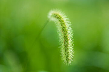 秋の朝のエノコログサ