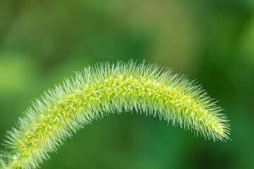 秋のエノコログサ