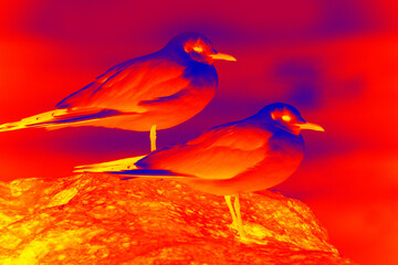 Seagulls sit on stone, sea beach. Scanning the animal's body temperature with a thermal imager