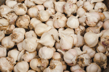 Fresh garlic on market table top view. Texture of pile of white garlic. Harvest of garlic. Lots of garlic, background.
