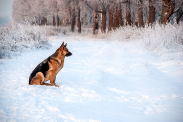 Dog breed of German shepherd on a walk around the park in winter