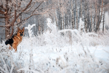 Dog breed of German shepherd on a walk around the park in winter