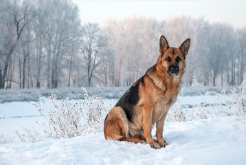 Dog breed of German shepherd on a walk around the park in winter