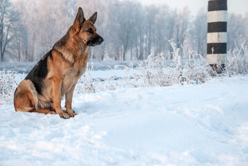 Dog breed of German shepherd on a walk around the park in winter