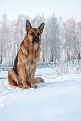 Dog breed of German shepherd on a walk around the park in winter