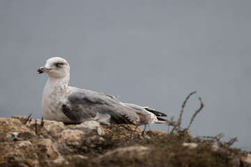 seagull on the rock