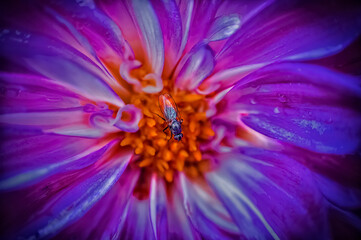 Bug on flower