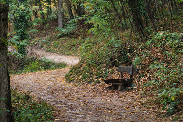 The first signs of autumn in the Monticolo Forest in Italy's South Tyrol.