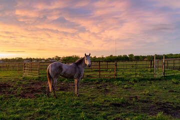 Horse in Field at sunset (at viewer)
