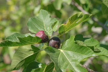 Delicious Black italian figs plant ripe branch,fico bianco of cilento,healthy fruit ingredient 