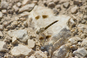 Dragonfly Brachythemis impartita to Northern banded groundling on a rock