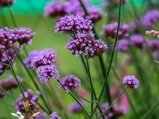petites fleurs violettes