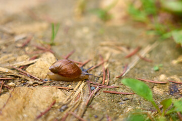 Snail with a house on a stone close up with a blurred background.