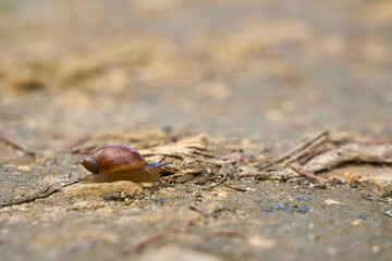 Snail with a house on a stone close up with a blurred background.