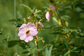 Pink flower and insect against the background of green grass.