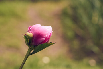 Pink flower peony against the background of green grass.