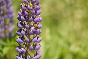 Purple flower and a bee against the background of green grass.