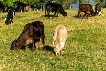 cattle on the farm's pasture
