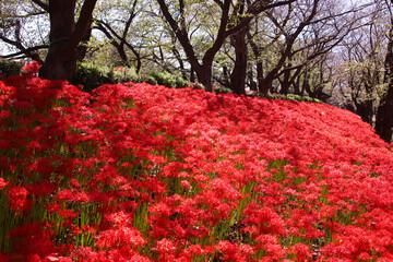 幸手市　権現堂公園の彼岸花
　