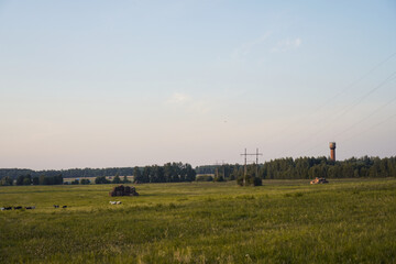 Fototapeta na wymiar Field of hays