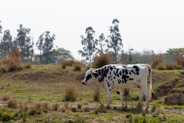 spotted dairy cow grazing on the farm