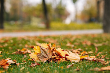 Pile of fall leaves on the green grass. Autumn landscape. Cold season.