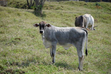 gray nelore calf in the pasture
