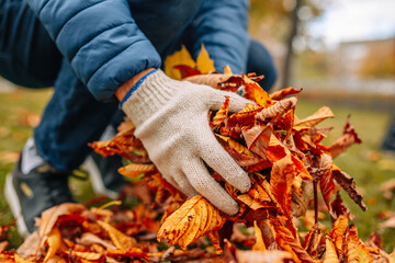 A close-up shot of a man's gloved hands holding fallen leaves. Cleaning foliage in the autumn garden.