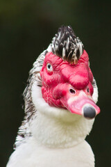 Muscovy duck