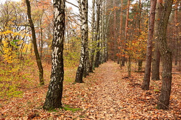 Obraz premium Bielański Forest in the colors of autumn