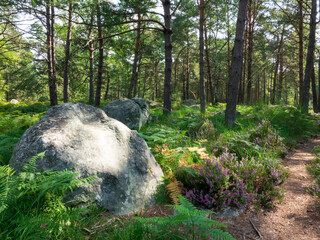 Rochers dans la forêt de Fontainebleau