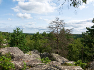 Fototapeta na wymiar forêt de Fontainebleau