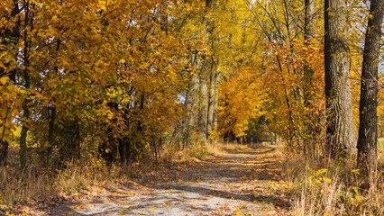 Jesienna droga pośród drzew