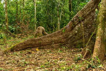 Giant Ceiba Tree