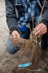 Mężczyzna pokazuje system korzeniowy rmaliny © Katarzyna