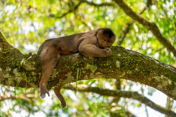 A single cappuchine monkey sitting on the branch of a tree