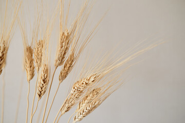 Spikelets of dry rye on a light background. Concept rich harvest. Close up. Selective focus.