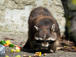 Raton laveur en train de manger