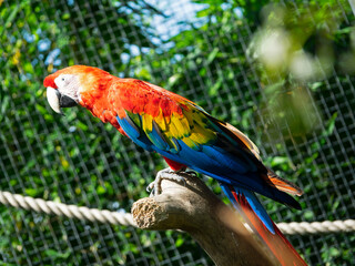 Ara Chloropt&egrave;re