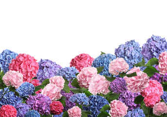 Many different beautiful hortensia flowers on white background