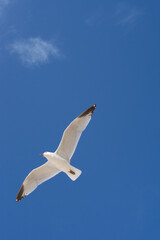 seagull flying in the middle of the blue sky in summer