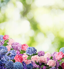 Many different beautiful hortensia flowers outdoors. Bokeh effect