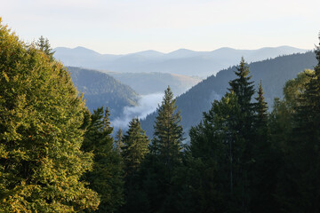 Picturesque view of mountain forest covered with fog