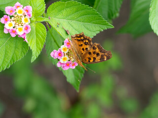 ランタナの蜜を吸うエルタテハ