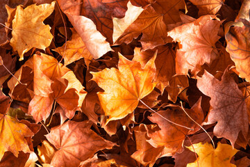 Naklejka na ściany i meble Autumn creative composition. Beautiful autumn leaves as background. Fall leaf. Flat lay, top view, copy space