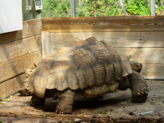 Fototapeta premium Tortue sillonnée
