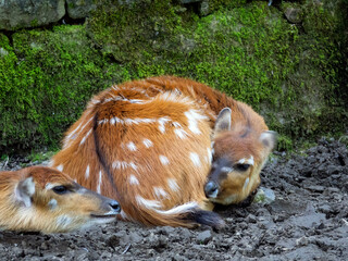 Sitatunga femelle
