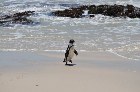 Penguin On Parade