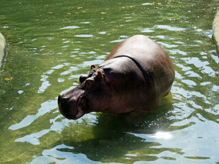 hippopotame sur l'eau