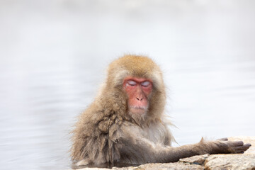 Monkey Looking Away On Snow